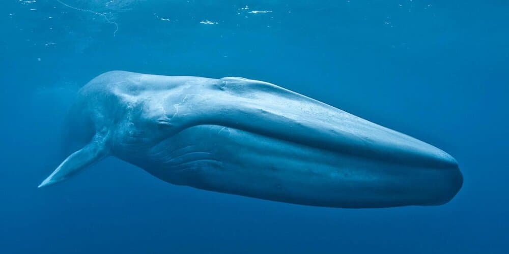 A whale