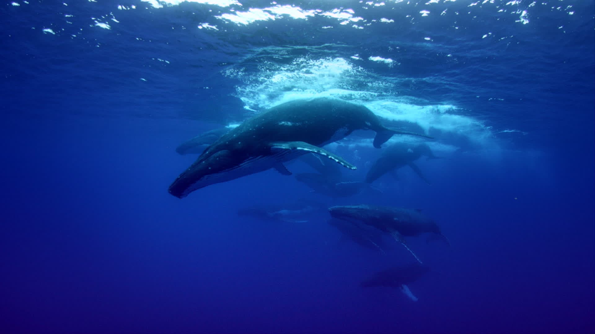 A whale